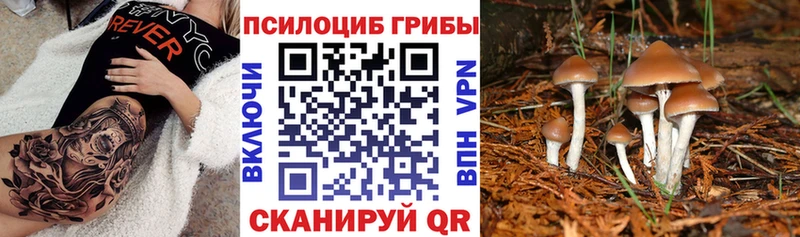 где купить Яранск Псилоцибиновые грибы MAGIC MUSHROOMS